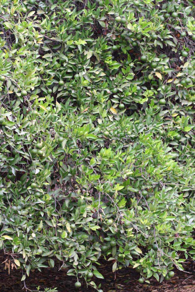              Habit (Kinokuni, Riverside, CA)       